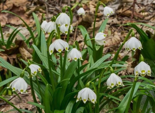 Bledule jarní u Bozkovských dolomitových jeskyní