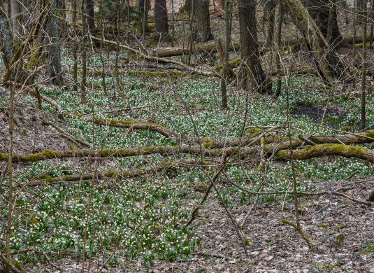 Bledule jarní u Bozkovských dolomitových jeskyní
